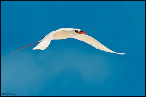 Red-tailed Tropicbird Page