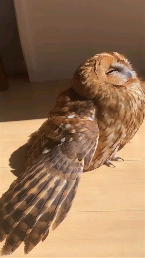 Пин от пользователя Арина на доске Филины🦉 | Смешные совы, Детеныши ...