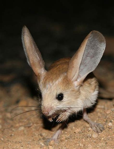 Did you hear the one about the long-eared jerboa? It's been ...
