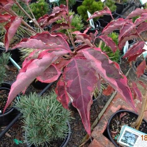 Cornus kousa 'Wolf Eyes'