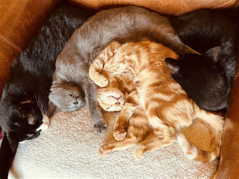 ANIMAL SERVICES AND ASSISTANCE PROGRAMS, INC. - Ebony Kittens sure are