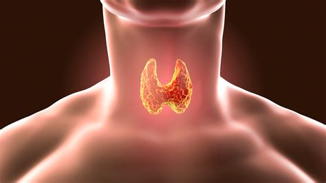 Tireoide: entenda a função, os sinais e o diagnóstico – Clínica Arthé