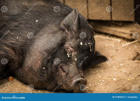 fat hog stock image image  dirty dirt sleeping portrait