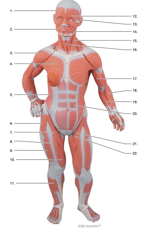 A&P_Frontal View Muscle Diagram | Quizlet