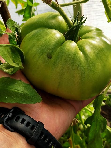 Томат Чудо земли: описание сорта, ОТЗЫВЫ (30), фото | tomatland.ru