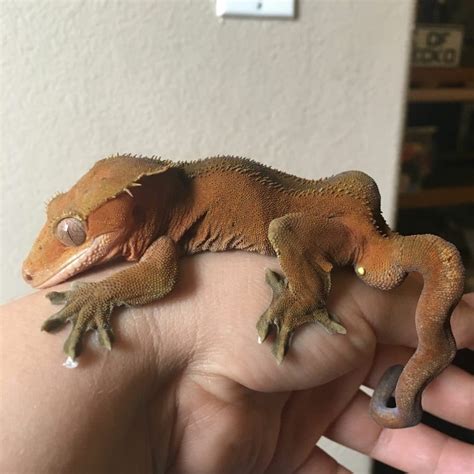Crested Gecko Food | ReptiFiles Crested Gecko Care Packet