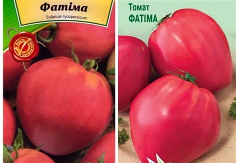 Томат Фатима: характеристика и описание сорта, фото и отзывы