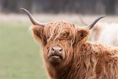 Highland Cow Tongue Images – Browse 516 Stock Photos, Vectors, and ...