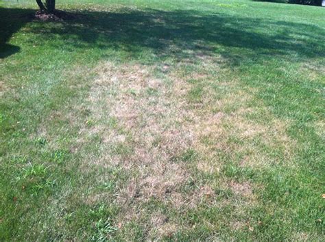 Lawn Grub Damage 2 | Maintain Me