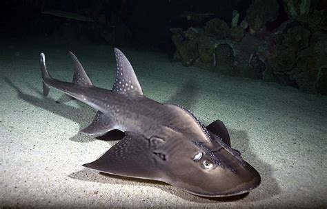 Discover Marine Wonders at Shark Reef Aquarium | Vegas Day And Night