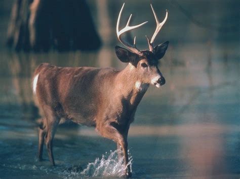cerf