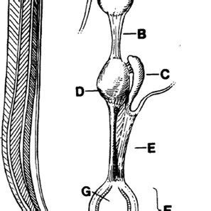 left   intra abdominal testes   retained