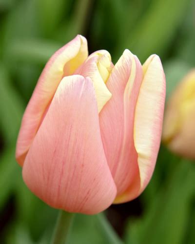 X 100 TULIPA MANGO CHARM 12/+ | JUB Holland