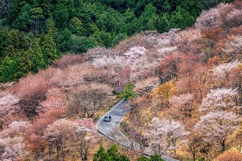 Ninja Japan – An introduction to Japan’s Mysterious Shinobi
