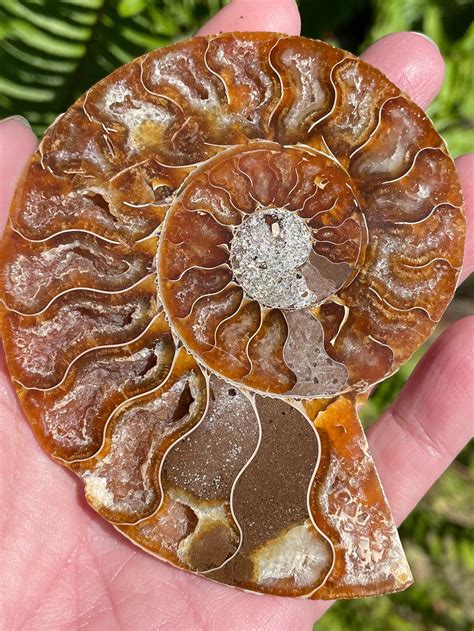 Large Ammonite Fossil from Madagascar - Cretaceous Period | Ammonite
