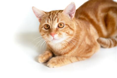 Orange Tabby Cats: Facts, Lifespan & Intelligence - All About Cats