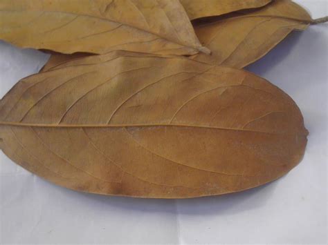 Diplopterys cabrerana - Seed & Plant Swaps - The Corroboree