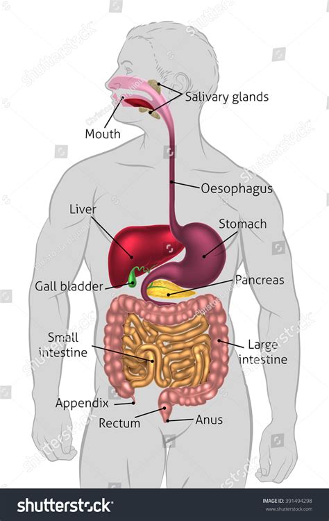 Labeled Digestive System