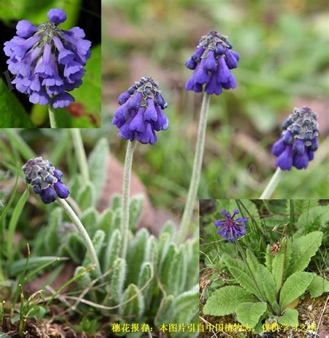 primula deflexa duthie