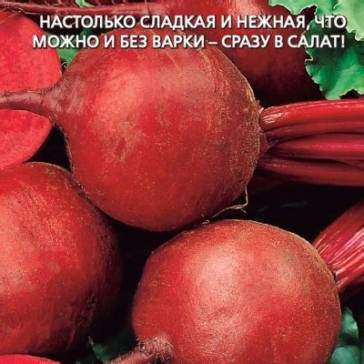 Свекла Черная магия: особенности и характеристики сорта, агротехника ...