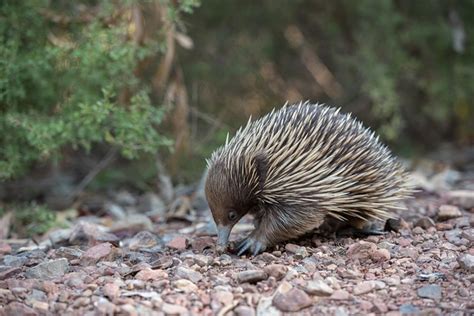 echidna - OneKindPlanet