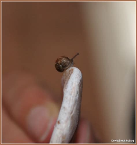 Do Not Break the Dog: WORLD'S SMALLEST SNAIL...?