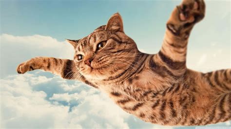 [100+] Silly Cat Pictures | Wallpapers.com