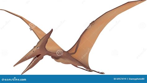 Pterodactyl Royalty Free Stock Images - Image: 6957419