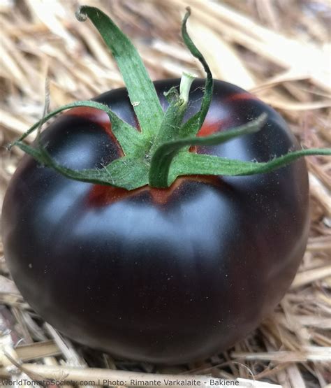Dark Tomatoes – Vintage Seed Co.