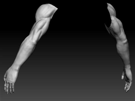 Arm Anatomy — polycount