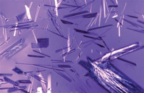 The beauty of vitroceramics : Revista Pesquisa Fapesp