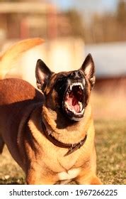 792 Malinois Teeth Images, Stock Photos & Vectors | Shutterstock