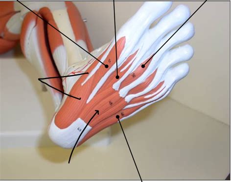 plantar surface of foot Diagram | Quizlet