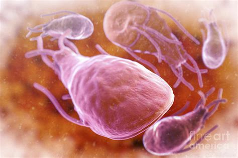 Giardia Lamblia Parasites Photograph by Science Picture Co