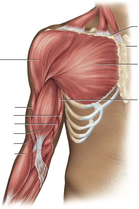 upper arm  diagram quizlet