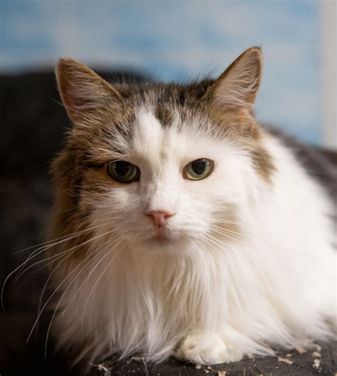 Приют для собак и кошек "Vetland Adoption"