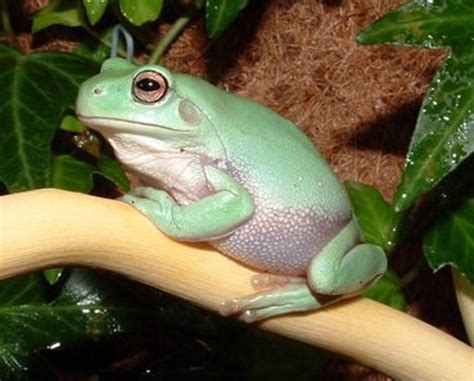 Pet Frogs Species