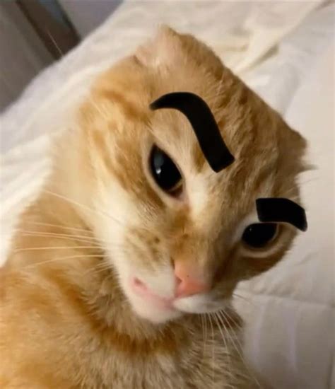 Cat eyebrow raise in 2024 | The rock eyebrow, Cat memes, Funny cat videos