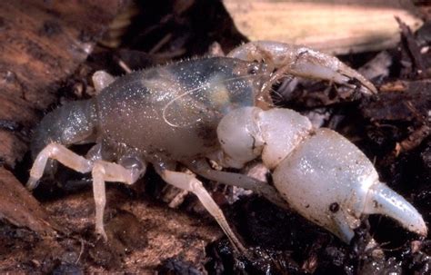 Warragul Burrowing Crayfish - Baw Baw Biodiversity Page