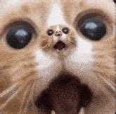 Shocked Cat Meme GIFs | Tenor