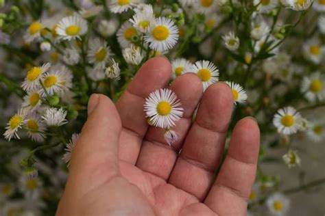 Ромашка рука: картинки, стокові Ромашка рука фотографії, зображення ...