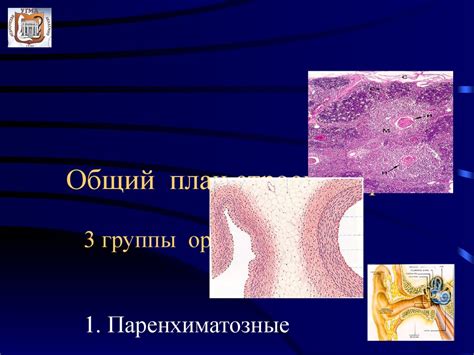 Органы кроветворения и иммунной защиты - презентация онлайн