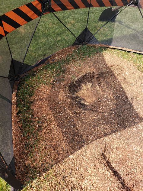how to burn tree stump 3