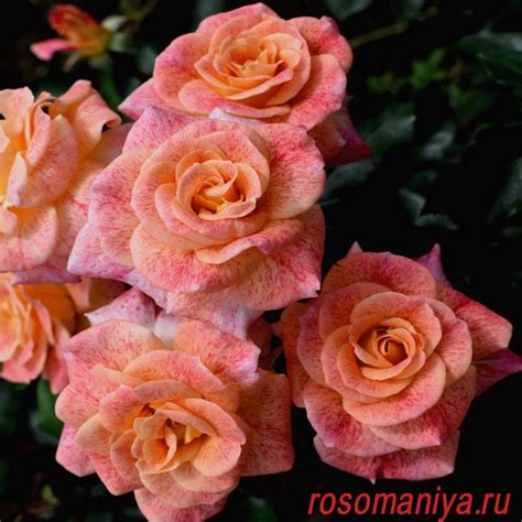 Marigen - питомник Мишель Серро и саженцы