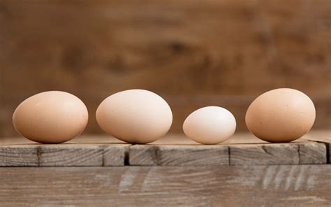 Why do Chickens Lay Very Small Eggs? - LearnPoultry