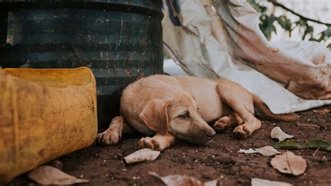 Cachorro está com vermes? Principais vermes de cachorro.