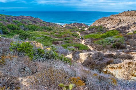 Torrey Pines State Reserve | Information, Trails, Wildlife, & Beach