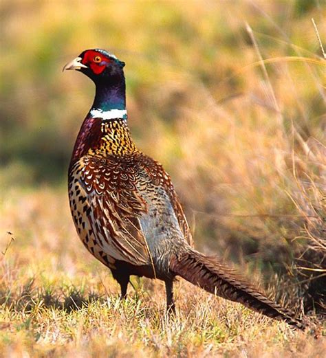 Beautiful Pheasant in the Grass