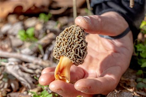 Where to Find Morels in Memphis: Chef Shares Food Foraging Tips – 6PARK