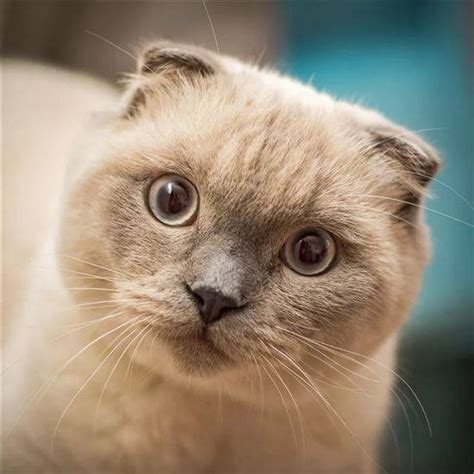 Кот Кокос Фото
